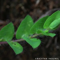 Crotalaria hebecarpa (DC.) Rudd